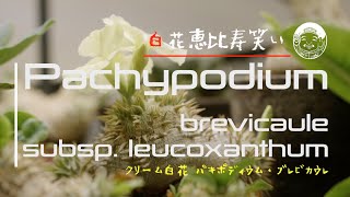 Pachypodium brevicaule subsp leucoxanthum [upl. by Allister839]