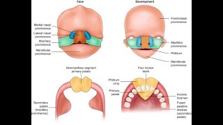 Development of the Intermaxillary segment and Adult derivatives of intermaxillary segment Process [upl. by Eerac]