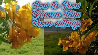 How to Grow Tecoma stans From cuttings  Yellow Bell Trumpet bushes ٹکوما  Gardening and Junk Art [upl. by Godliman]