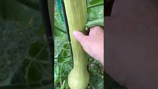 Zucchino Rampicante squash [upl. by Chancellor]