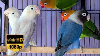 Love birds chirping sound amp singing sound amp relaxing sound HD video 35 love birds life 65 [upl. by Attenrad]