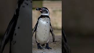 Closeup shot of a humboldt penguin in the zoo [upl. by Garrick]