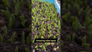 Amazing plant lapse🌿🌿❤️❤️agriculture farming viral short plants timelapse lapse [upl. by Namya435]