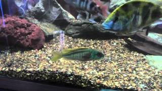 Buccochromis Nototaenia KGTropicals Favorite African Cichlid whats yours [upl. by Zitvaa]