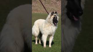 Belgian Tervuren Not A LongHaired Malinois shorts dog malinois tervuren doglover animals [upl. by Nylinnej]