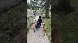 5 year old walks three dogs dogs kids dutchshepherd kidsanddogs pitbull packwalk [upl. by Alikahs]