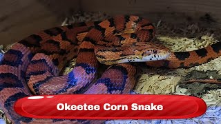 Okeetee Corn Snake Pantherophis guttatus [upl. by Lipcombe]