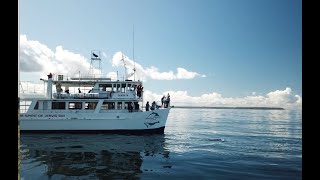 Dolphin Watch Cruises Huskisson Jervis Bay [upl. by Rollo939]