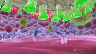 SwineFlu Influenza H1N1 Mechanism of Action MOA Animation [upl. by Aleece903]