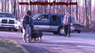 Rottweiler Personal Protection Training K91com [upl. by Ahsieyn]