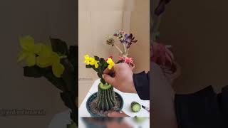 Enxertia de flor de maior em cacto 🌵 flordemaio cacto enxerto jardinagem jardim [upl. by Zuzana]