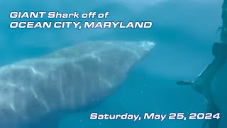 GIANT Shark off of Ocean City Maryland  May 25 2024 [upl. by Reamy]