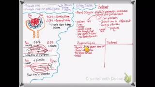 OCR A LEVEL BIOLOGY  UNIT 52 PART 3  Osmoregulation and kidney treatment [upl. by Leboff]