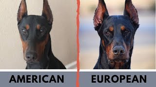 American Doberman vs European Doberman Difference [upl. by Sprague303]