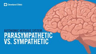 The Autonomic Nervous System Sympathetic vs Parasympathetic Explained [upl. by Martsen]