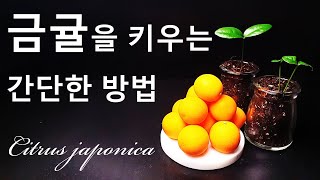 금귤을 키우는 간단한 방법｜나만의 금귤나무 키우기｜How to grow 14 Kumquat [upl. by Ylrebmi790]