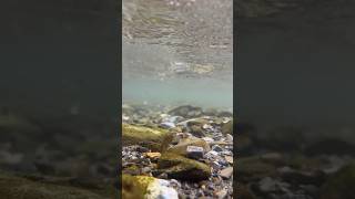 iPhone underwater video  eject water from iPhone [upl. by Gayle271]