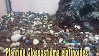 How to plant Glossostigma elanotoides  planting glossostigma [upl. by Turino]