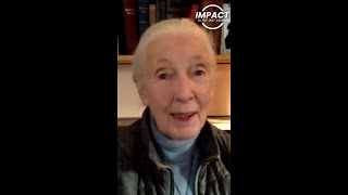 Dr Jane Goodall Performs A Chimp Call On Impact In the 21st Century Podcast Shorts [upl. by Nodnelg]