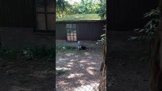 Black crowned crane Balearica pavonina birds [upl. by Andel528]