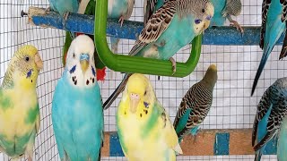 Parakeet Sounds for sleeping [upl. by Kola]