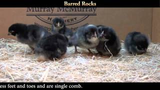 Barred Rock Chicks [upl. by Uchish]