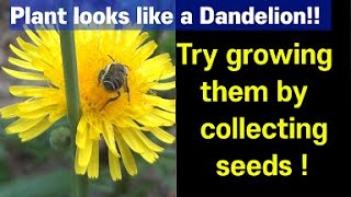 Common sowthistle Spring and summer edible herb resembling a dandelion time to harvest seeds [upl. by Cocke]