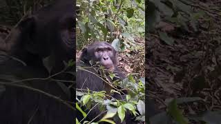 1 hour with Wild Chimpanzees in Kibale Forest National Park Uganda chimpanzeetour travel nature [upl. by Aniretake478]