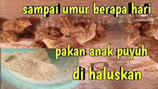 sampai umur berapa hari pakan puyuh di haluskan [upl. by Eilime]