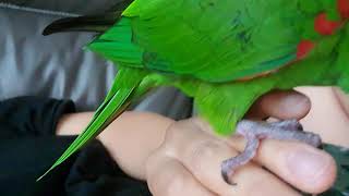 한스마카우 안녕  hahns macaw says hi [upl. by Beaulieu]