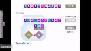 Central dogma replication transcription and translation [upl. by Yetta]