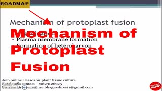 Mechanism of Protoplast fusion [upl. by Allmon]