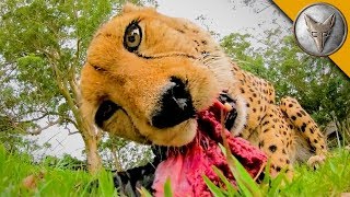 MEATING a Cheetah [upl. by Aihsekyw]