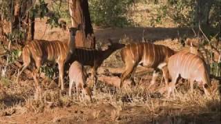 This is MAKULEKE  EcoTraining Camp in the Kruger National Park [upl. by Darum888]