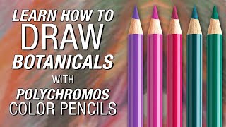 FaberCastell  Polychromos Color Pencil Demonstration [upl. by Yraunaj]