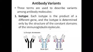 Antibody variants isotypeallotype and Idiotype [upl. by Adi25]