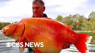 Giant goldfishlike fish caught in lake in France [upl. by Schinica652]