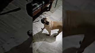 pug pugglelife pets puggle funny pugged comedy pugspugspugs doglover [upl. by Elmina213]