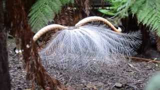 Courtship Behaviour of Superb Lyrebird Menura novaehollandiae [upl. by Nyvek]