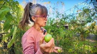 The Importance of Stewardship  The Tomato Harvest [upl. by Feola409]