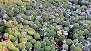 How to grow lithops from seeds [upl. by Hgierb536]