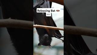 Part 04 I Rescued Fruit Bat 🦇👀 trending short rescueanimals bats birds ytshorts viralshort [upl. by Aedni]