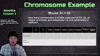 Counting Chromosomes and DNA Molecules in Mitosis and Meiosis Example Problem  Genetics [upl. by Ayatahs]