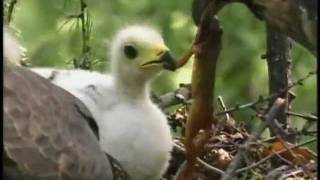 Honey Buzzard High Quality [upl. by Wendy]