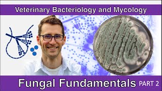 Fungal Fundamentals Part 2  Veterinary Bacteriology and Mycology [upl. by Ahsinor]