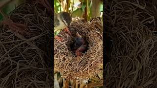 Both barwinged prinia birds bring locusts larger than babies trying to force babies to eat [upl. by Lidda]