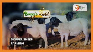 Kenyas Gold  Dorper Sheep Farming [upl. by Janaye]