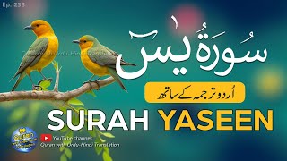 Yaseen sharif ki tilawat tarjuma ke sath  Tilawat yasin  Episode 238  Quran with Urdu Translation [upl. by Ahsaenat]