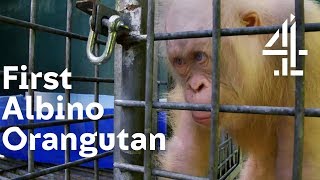 Will World’s 1st Albino Orangutan Be Accepted By the Others  Orangutan Jungle School [upl. by Kind34]