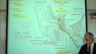 THE HUMAN SKULL PART 2 by Professor Fink [upl. by Adaurd]